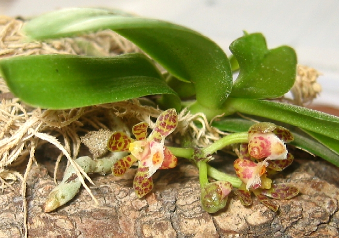 Gastrochilus calceolaris = sororius Orchideenforum