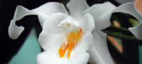 Coelogyne cristata − Brautorchidee