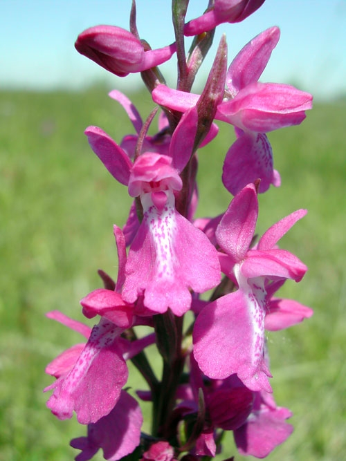 Anacamptis palustris ssp. palustris