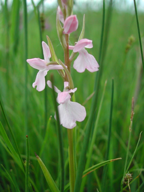 Anacamptis palustris ssp. palustris