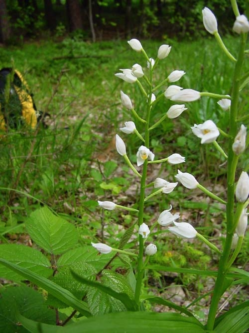 Cephalanthera longifolia 