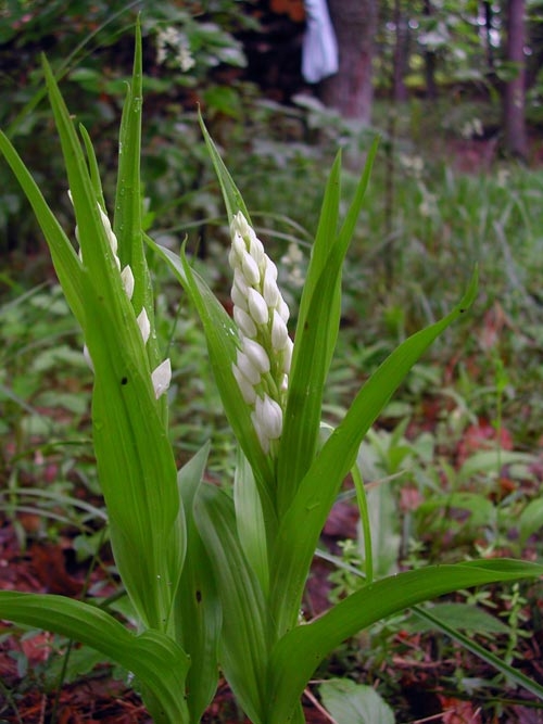 Cephalanthera longifolia 