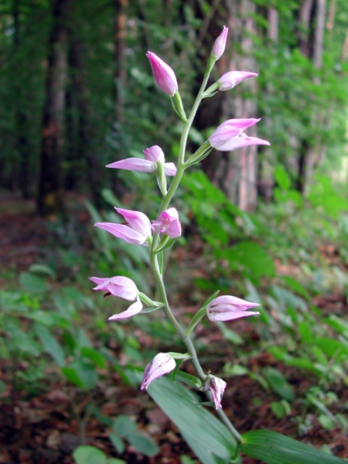 Cephalanthera rubra 