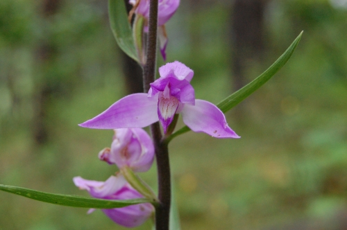 Cephalanthera rubra 