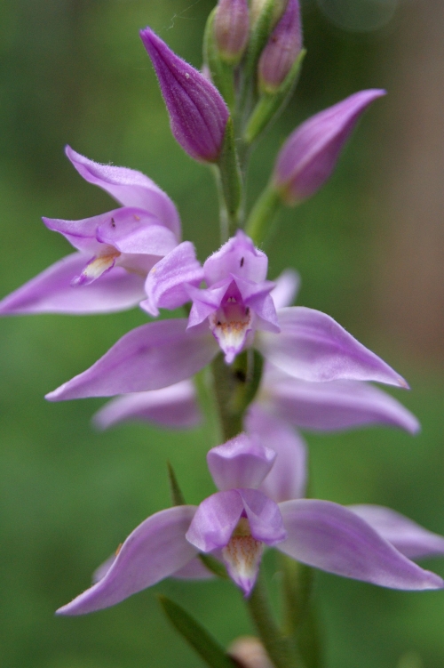 Cephalanthera rubra 