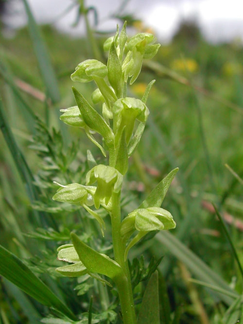 Dactylorhiza viride 