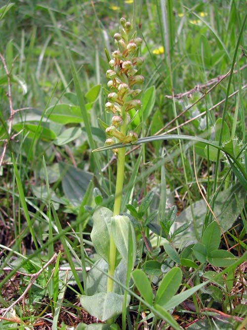 Dactylorhiza viride 