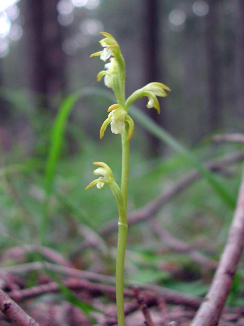 Corallorrhiza trifida 