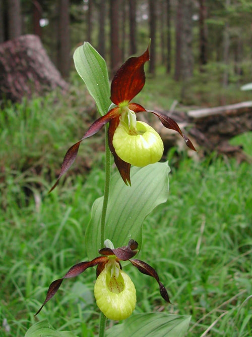 Cypripedium calceolus 