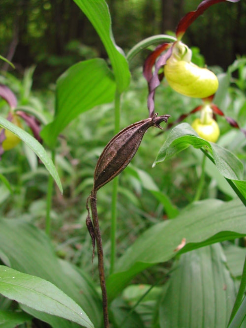 Cypripedium calceolus 