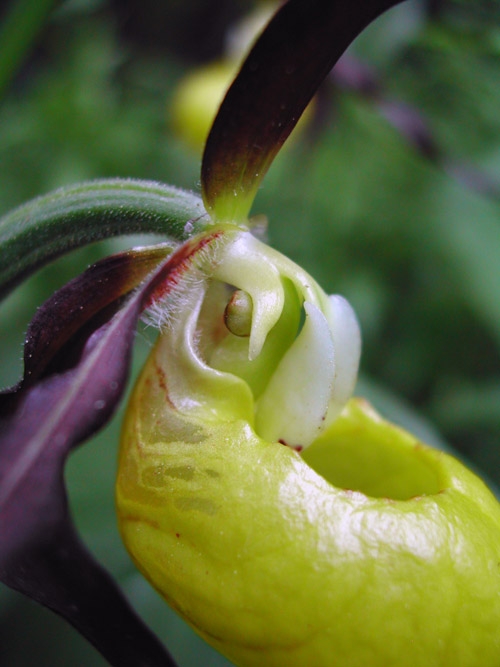 Cypripedium calceolus 