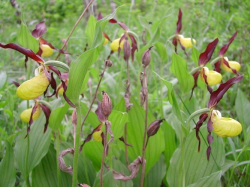 Cypripedium calceolus 