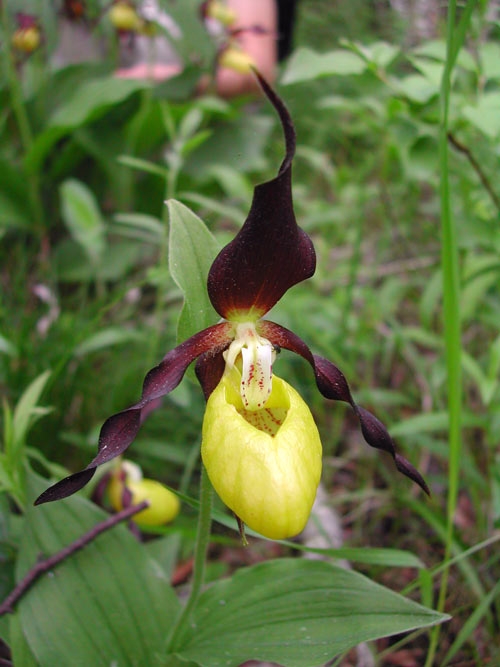 Cypripedium calceolus 