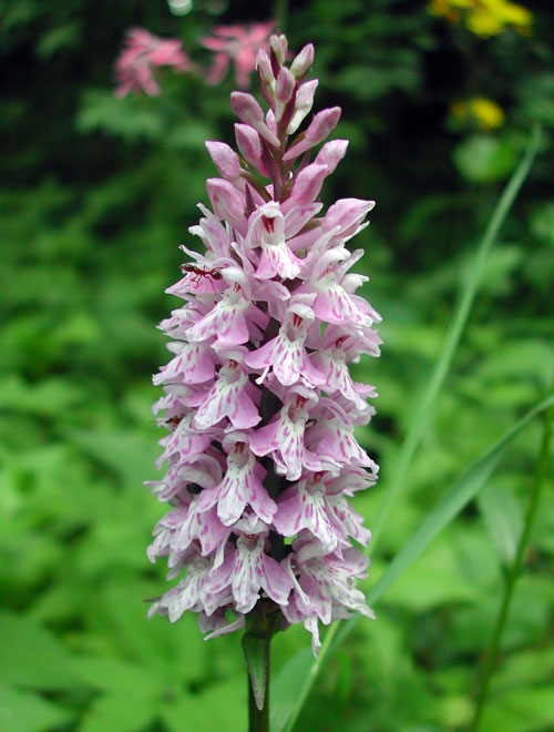 Dactylorhiza fuchsii 