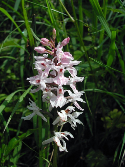 Dactylorhiza maculata 