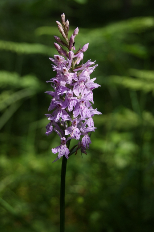 Dactylorhiza fuchsii