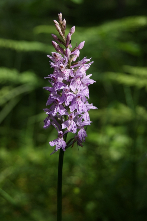 Dactylorhiza fuchsii 