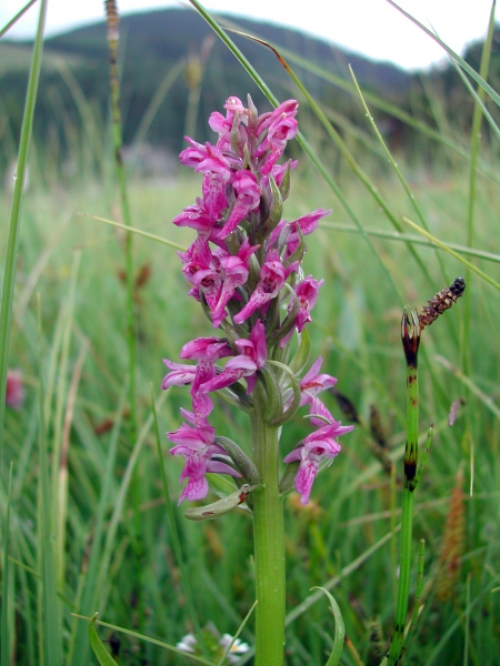 Dactylorhiza incarnata 