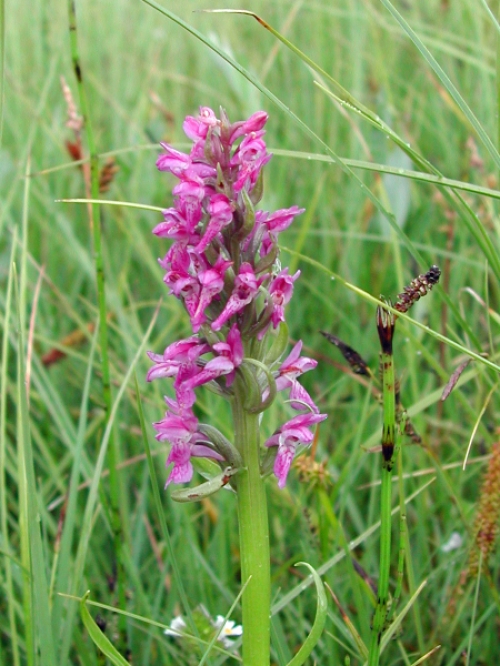 Dactylorhiza incarnata 