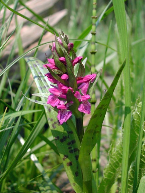 Dactylorhiza majalis 