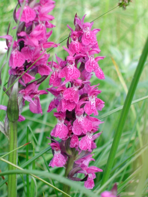 Dactylorhiza majalis 