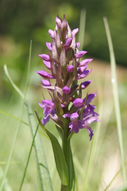 Dactylorhiza majalis 