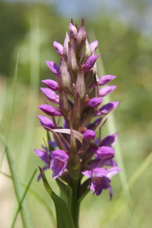 Dactylorhiza majalis 