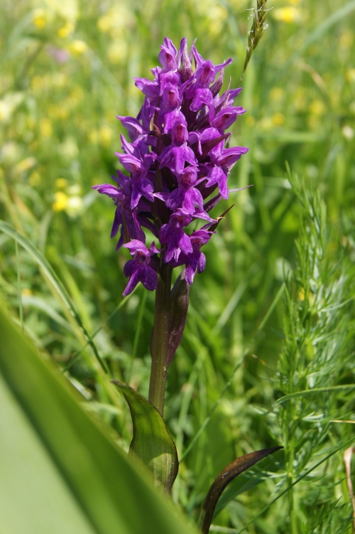 Dactylorhiza majalis 