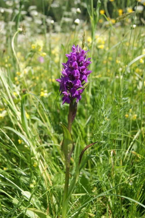 Dactylorhiza majalis 