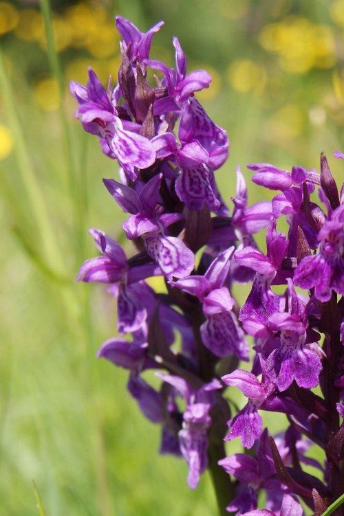 Dactylorhiza majalis 