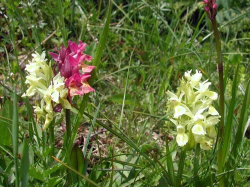 Dactylorhiza sambucina 