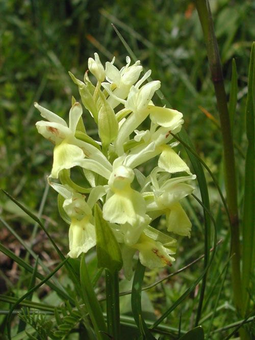 Dactylorhiza sambucina 