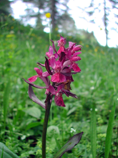 Dactylorhiza sambucina 