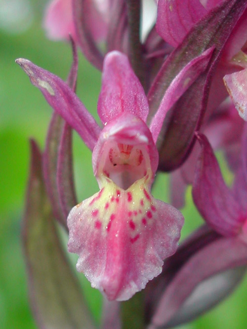 Dactylorhiza sambucina 