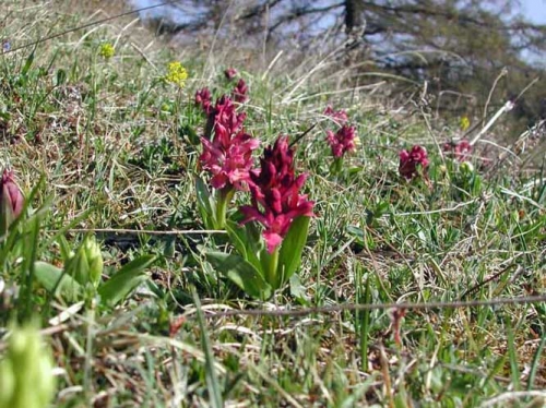 Dactylorhiza sambucina 