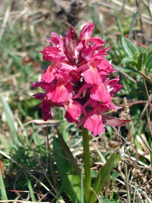 Dactylorhiza sambucina 