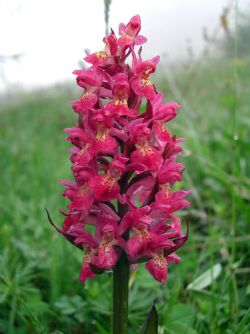 Dactylorhiza sambucina 