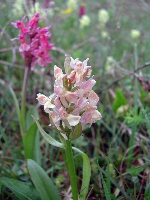 Dactylorhiza sambucina 