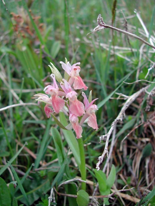 Dactylorhiza sambucina 