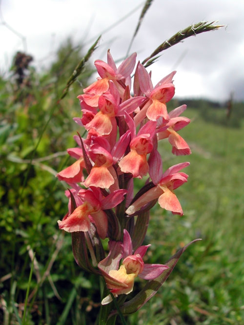 Dactylorhiza sambucina 