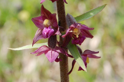 Epipactis atrorubens 