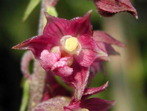 Epipactis atrorubens 