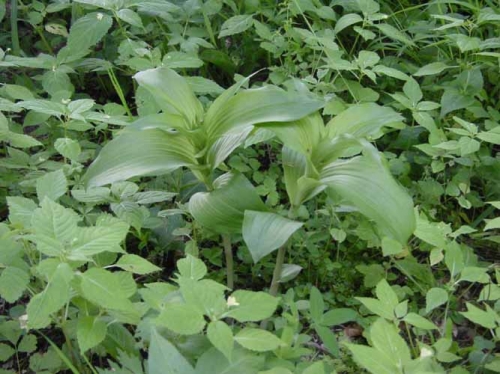 Epipactis helleborine 