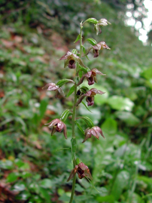 Epipactis helleborine 