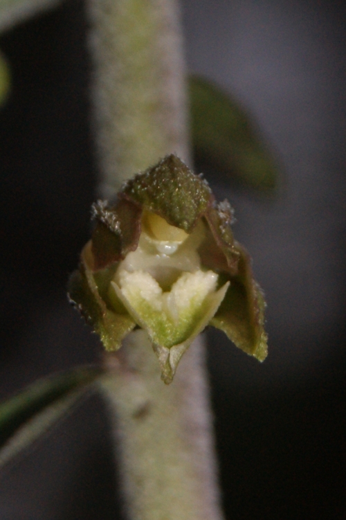 Epipactis microphylla 