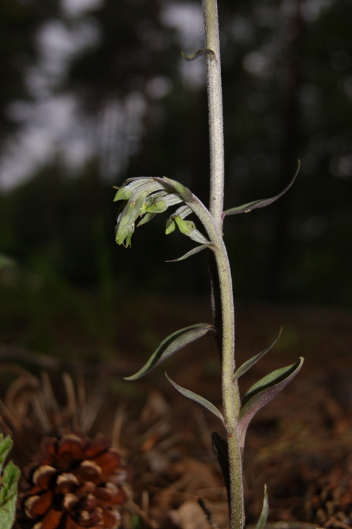 Epipactis microphylla 