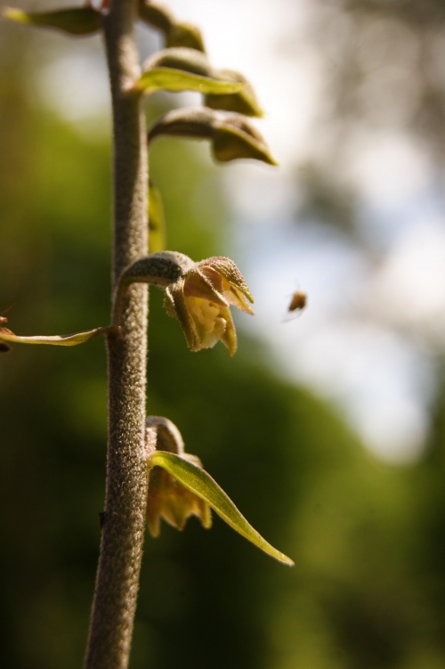 Epipactis microphylla 