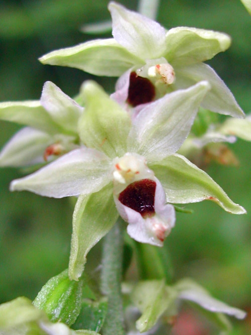 Epipactis muelleri 