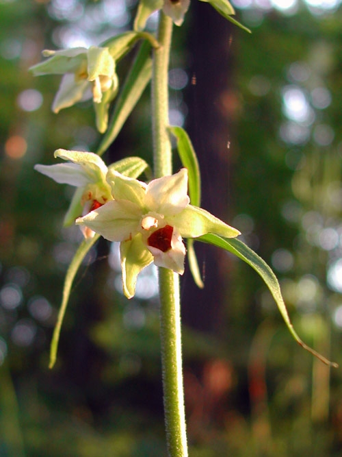 Epipactis muelleri 