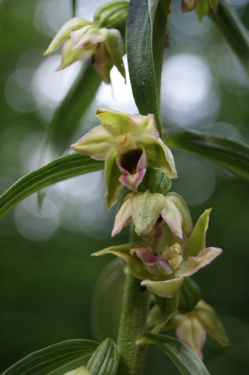 Epipactis muelleri 